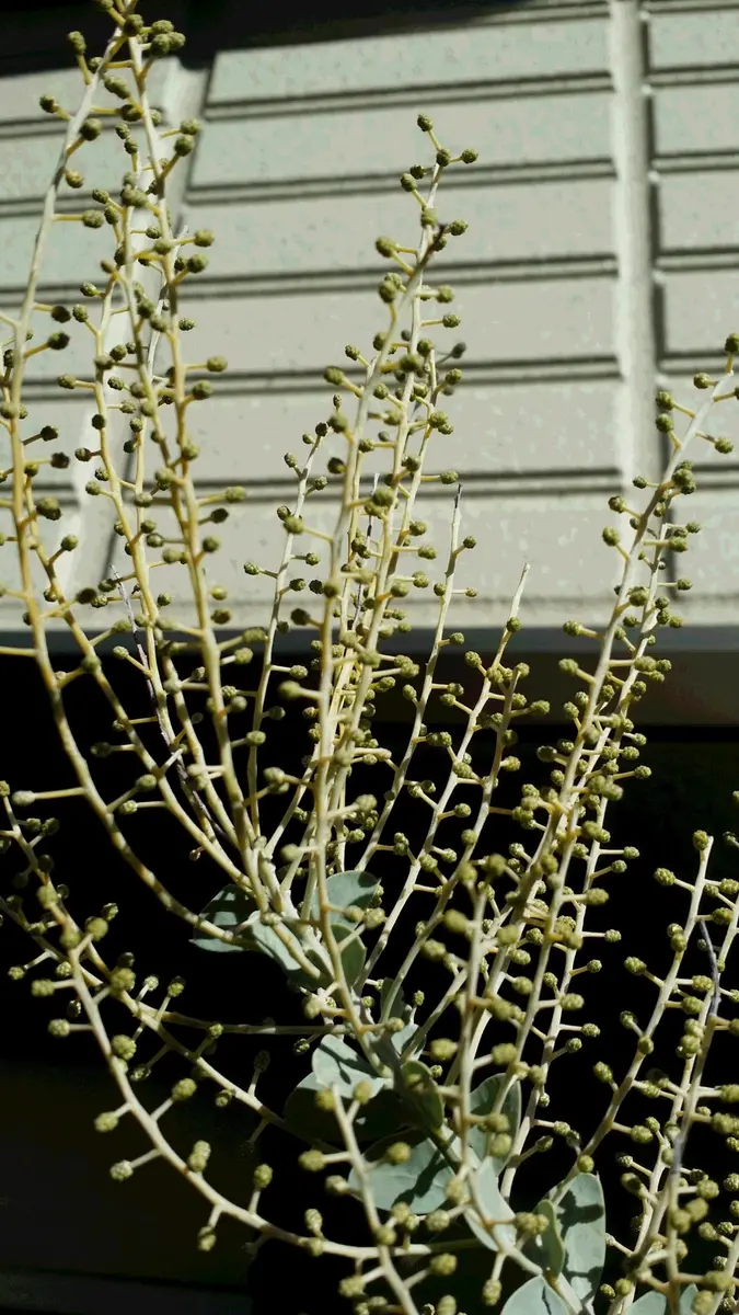 アカシア　サンカクバアカシア つぼみ付き アカシア サンカクバアカシア 苗 育て方 苗木部 By 花ひろばオンライン