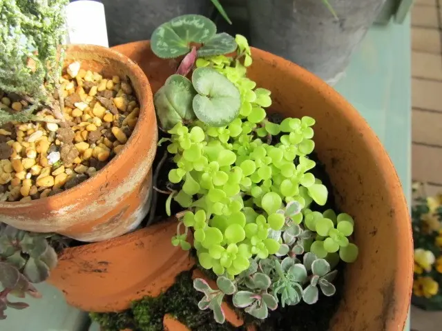 割れた鉢の利用法｜園芸日記byうさた｜みんなの趣味の園芸｜195000