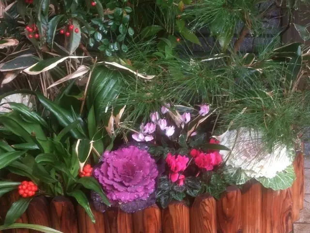 老梅 苔枝 古木 正月飾り 生け花 華道 用 老梅 苔枝 古木 正月飾り 生け花 華道 用