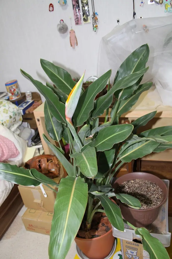 ストレリチア（ストレチア） 育て方｜観葉植物 Dictionary