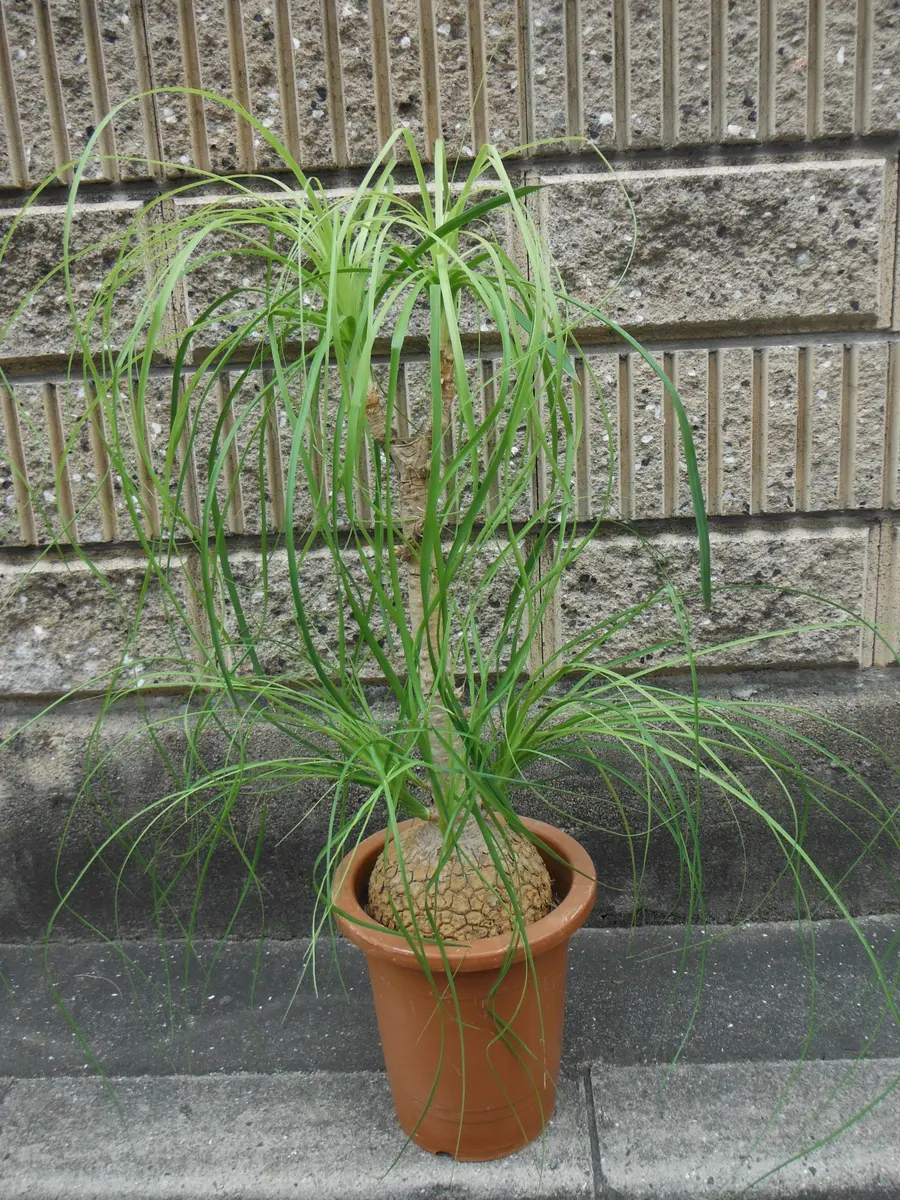 i:88]トックリランの成長｜園芸日記byきぃ｜みんなの趣味の園芸