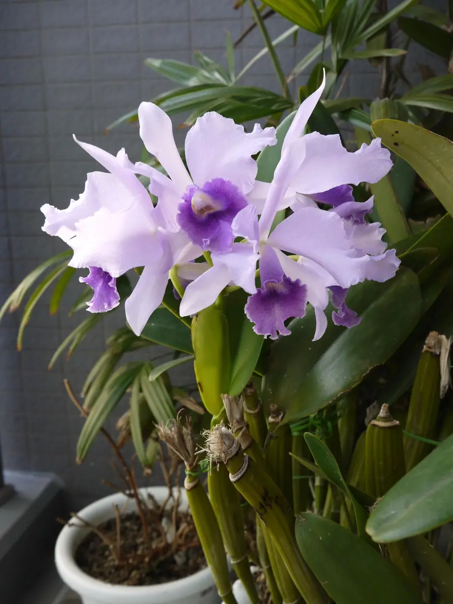 PoorPaul'BlueHeaven'開花しました｜園芸日記byうめ