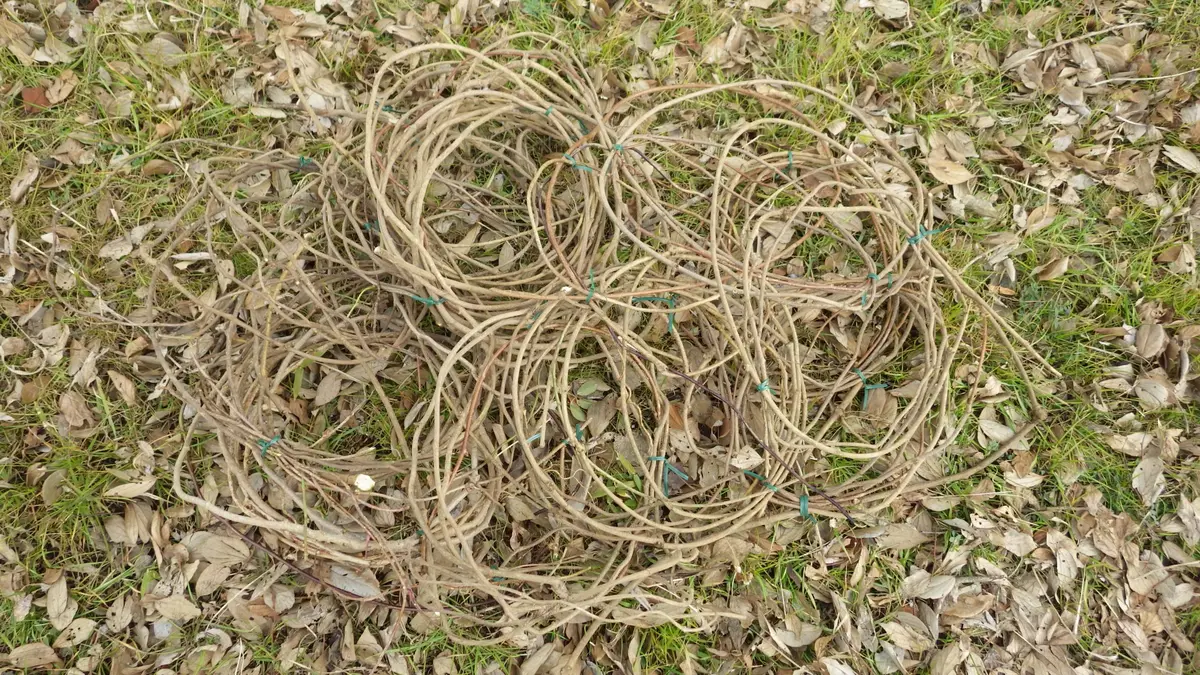 激安正規  アケビの蔓を採る｜園芸日記byお散歩カメ吉｜みんなの趣味の園芸 その他