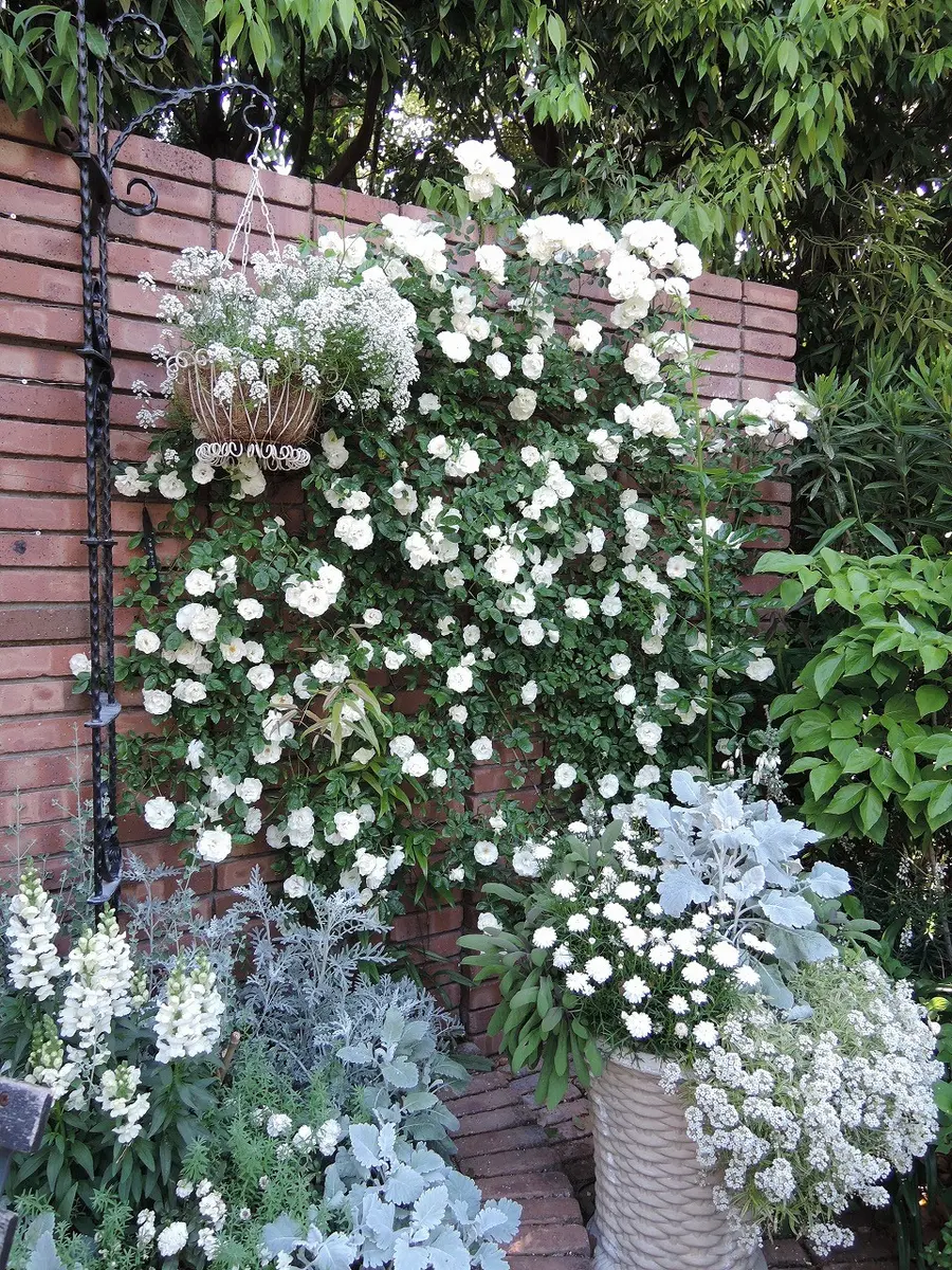 ホワイトガーデンのバラ｜園芸日記by天野麻里絵｜みんなの趣味の園芸