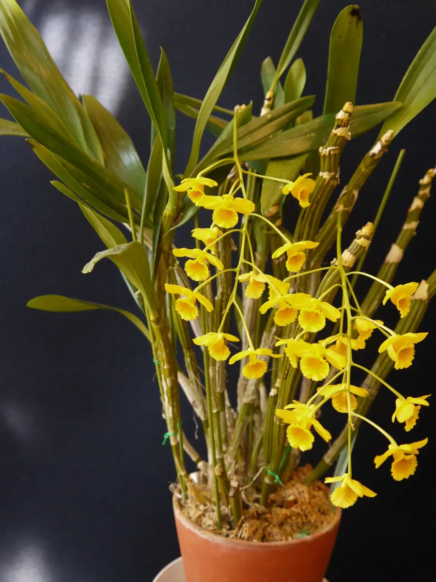 デンドロビューム・クリソトキサムの開花｜園芸日記byおれんじぺこ