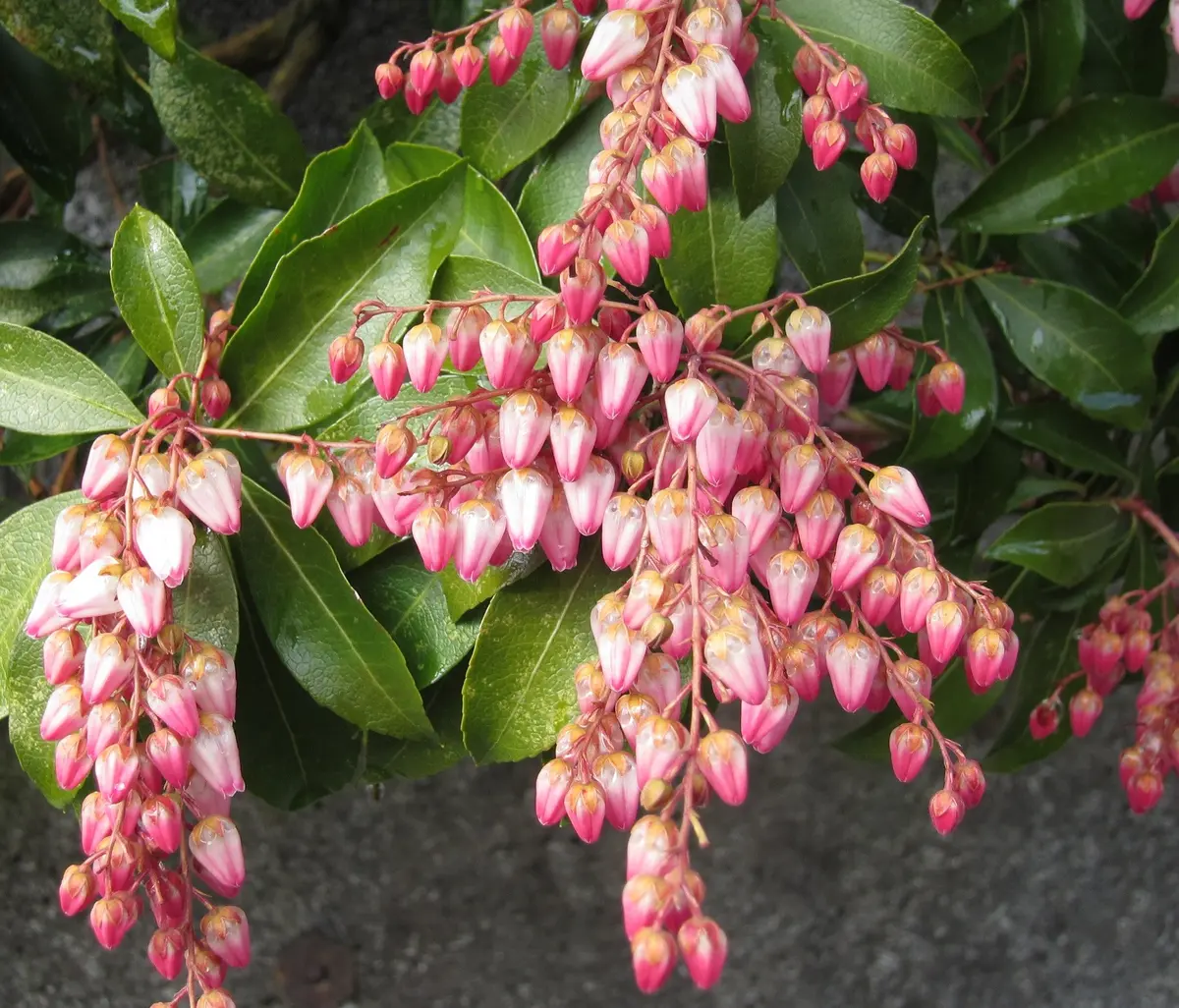 馬酔木（あせび） 咲き始めました！！｜園芸日記byフェザープー