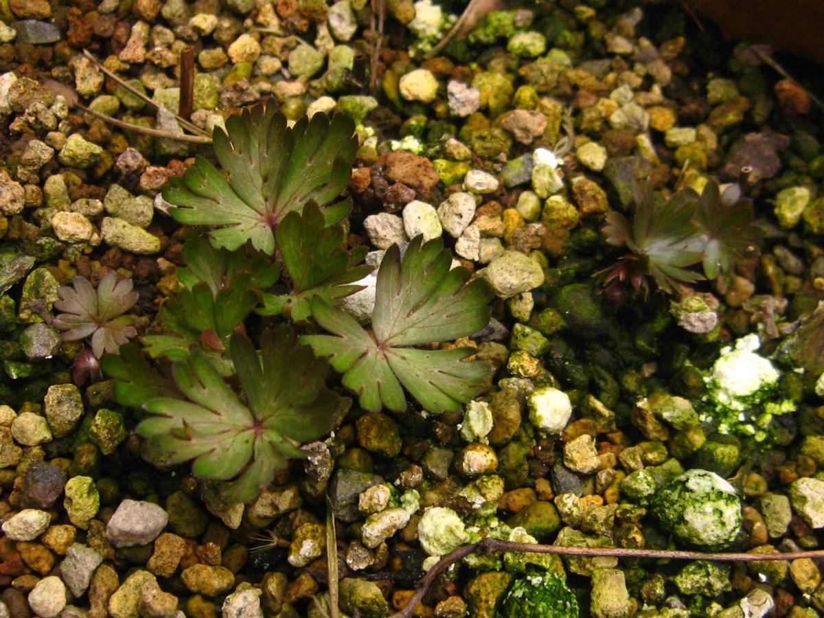 ヤマトリカブトの芽吹きです。｜園芸日記byヨイマチグサ｜みんなの趣味