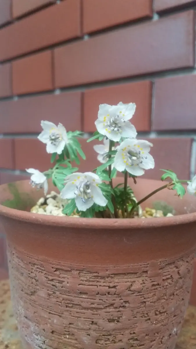 ①セツブンソウ 節分草 八重咲き 貴重 3花茎