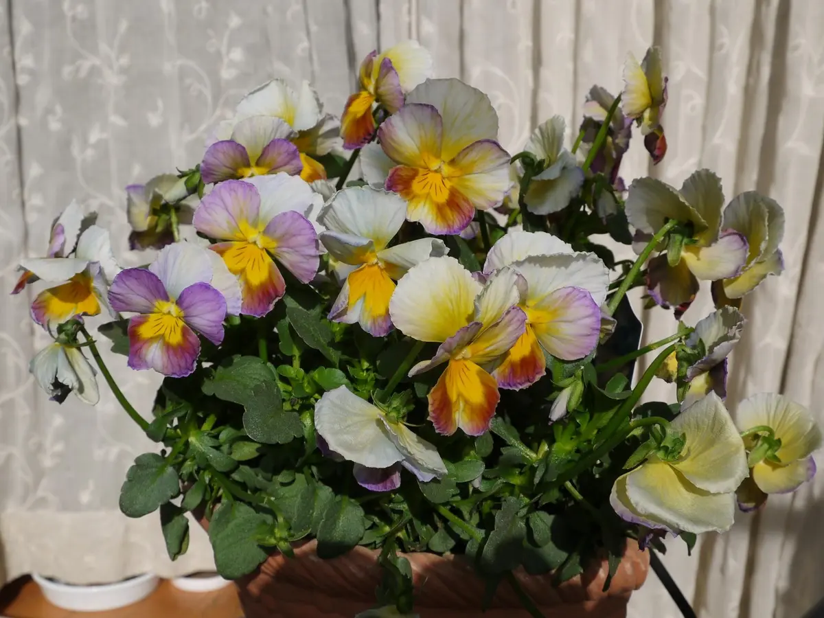 すみれの革命 良く咲きます｜園芸日記byうめ｜みんなの趣味の園芸｜204871