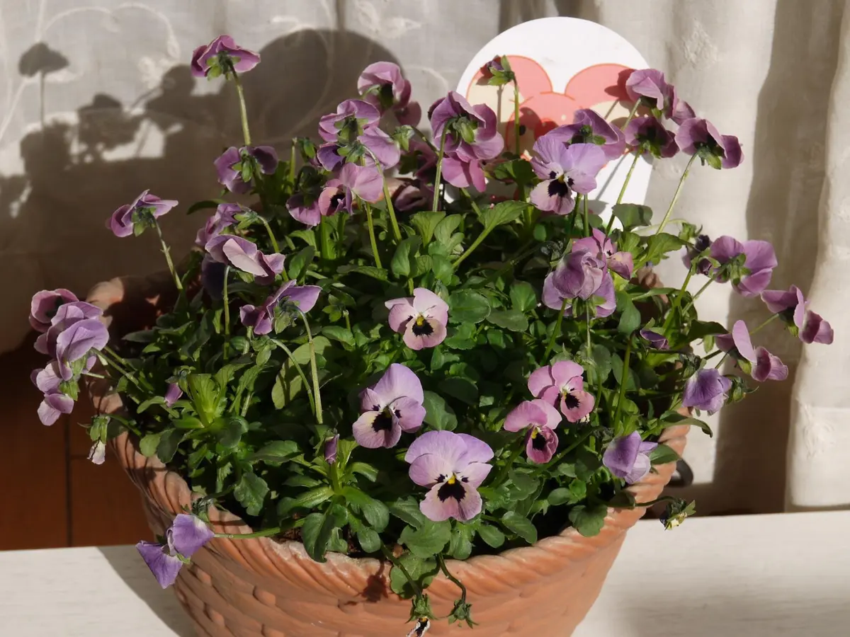 すみれの革命 良く咲きます｜園芸日記byうめ｜みんなの趣味の園芸｜204871