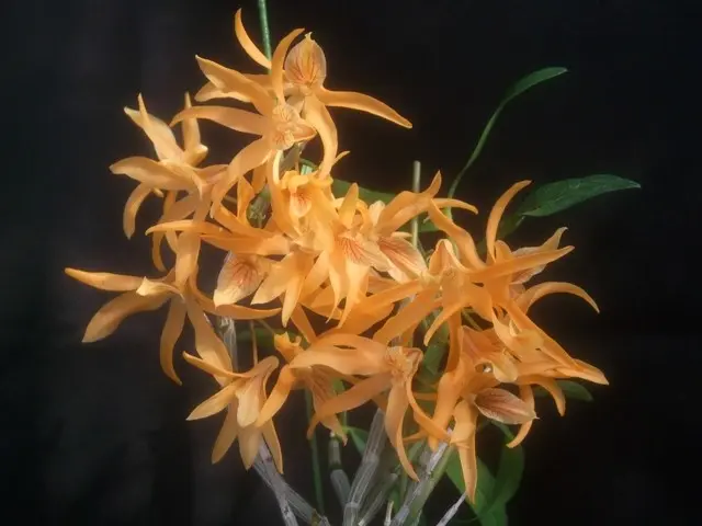 デンドロ・チンサイ｜園芸日記byこんちゃん｜みんなの趣味の園芸｜204971