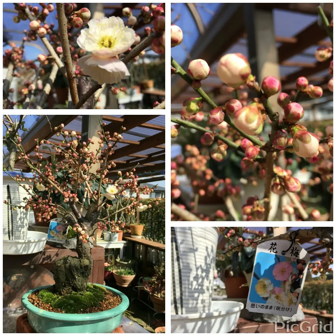 梅盆栽買いました。|園芸日記byもっとん|みんなの趣味の園芸 梅盆栽買いました。|園芸日記byもっとん|みんなの趣味の園芸
