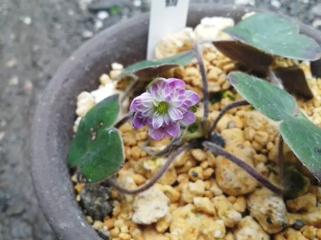 千羽鶴 (パープル） 千羽鶴 (パープル） 羽倉ランドセル【公式