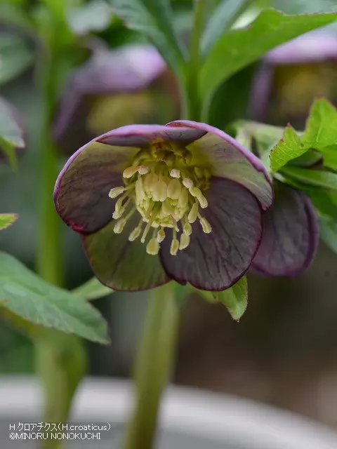 クリスマスローズの原種（H.クロアチクス）｜園芸日記by野々口稔