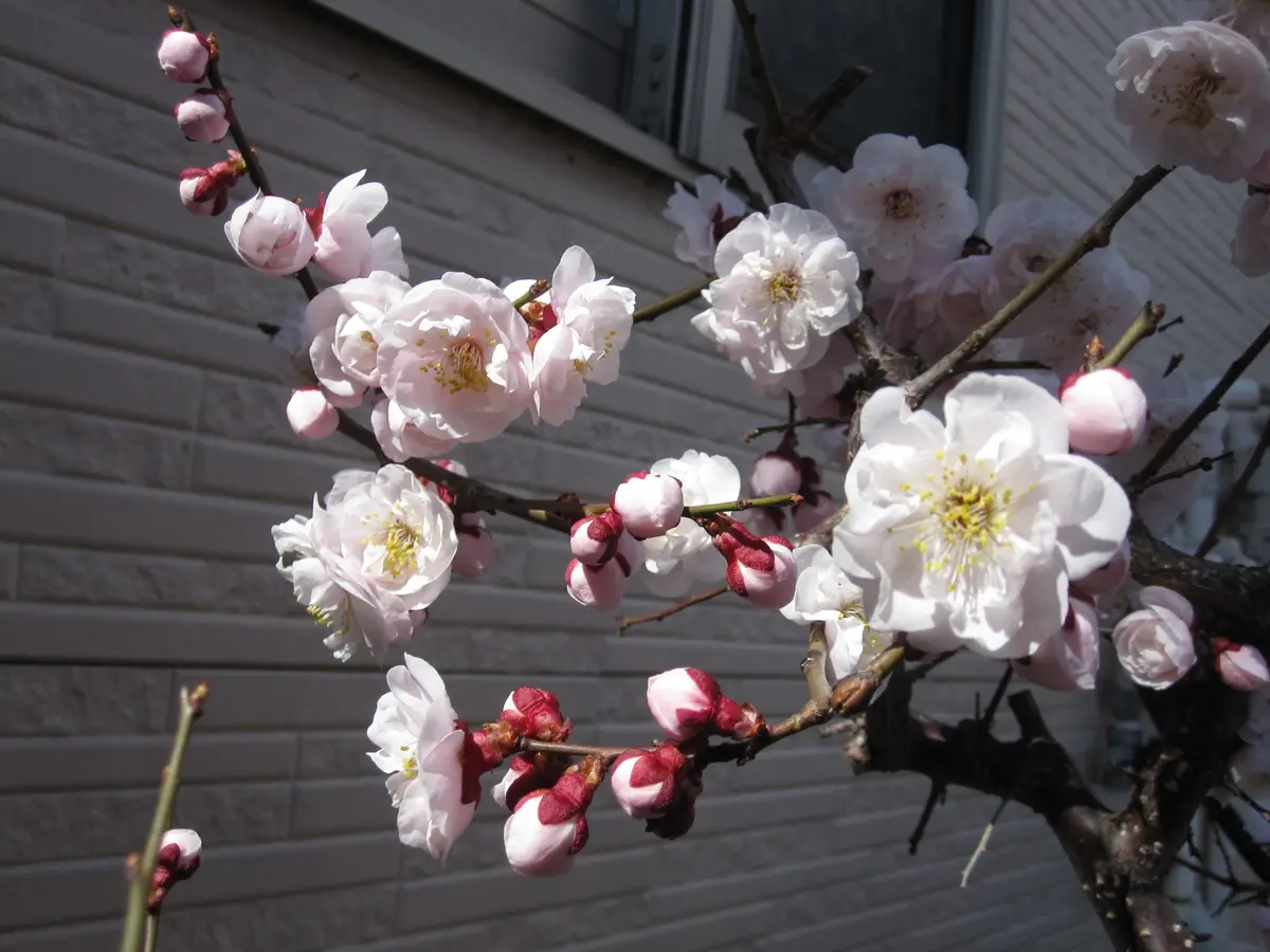 梅の花と、菊の冬至芽｜園芸日記bywakaba｜みんなの趣味の園芸｜206724