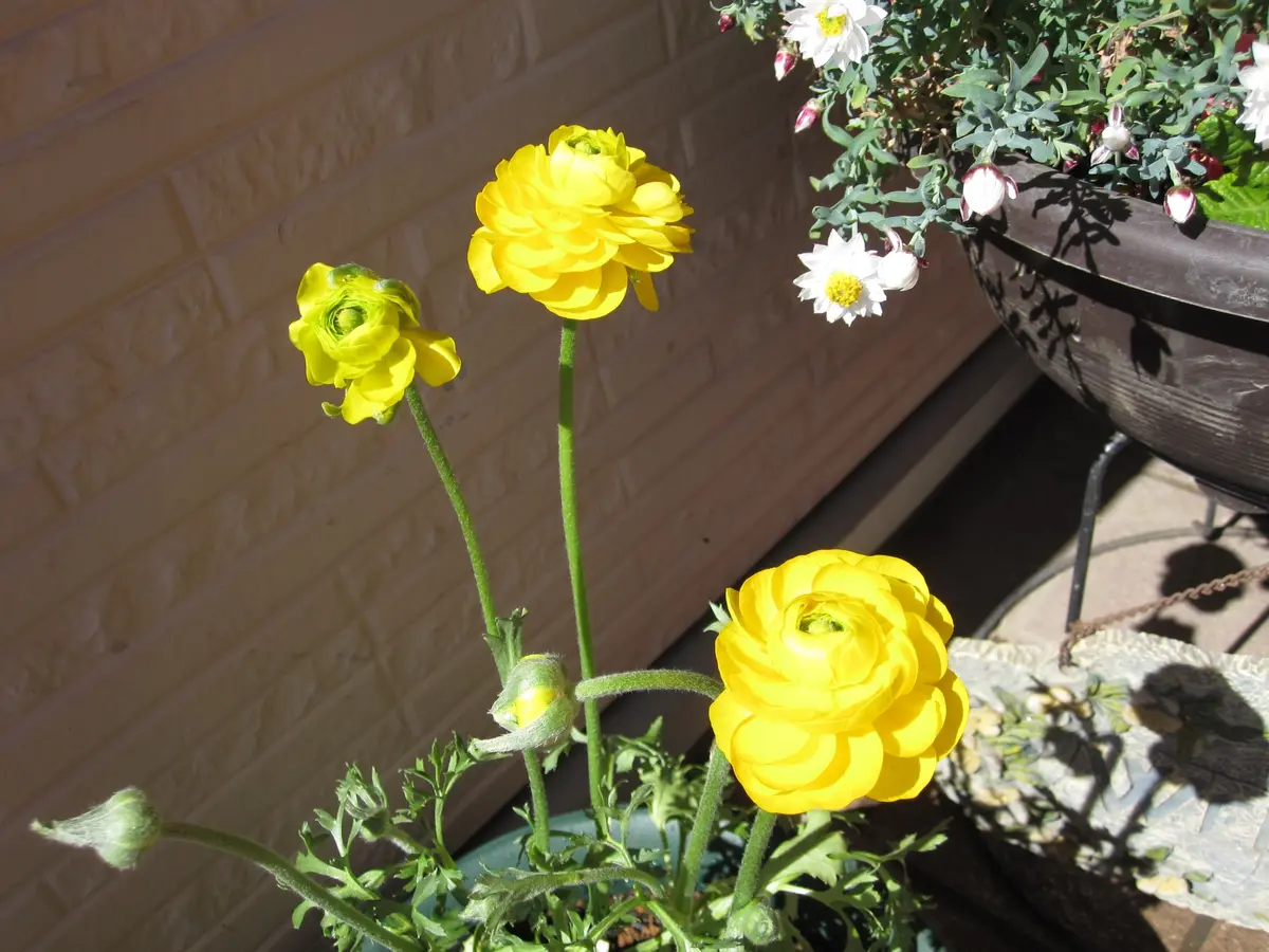 梅の花と、菊の冬至芽｜園芸日記bywakaba｜みんなの趣味の園芸｜206724