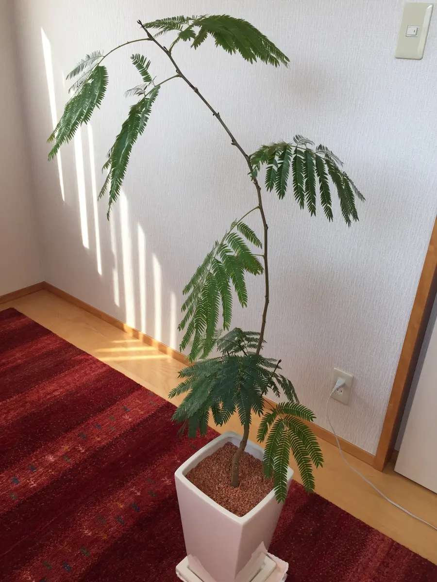 エバーフレッシュ 143cm 8号 S-shaped