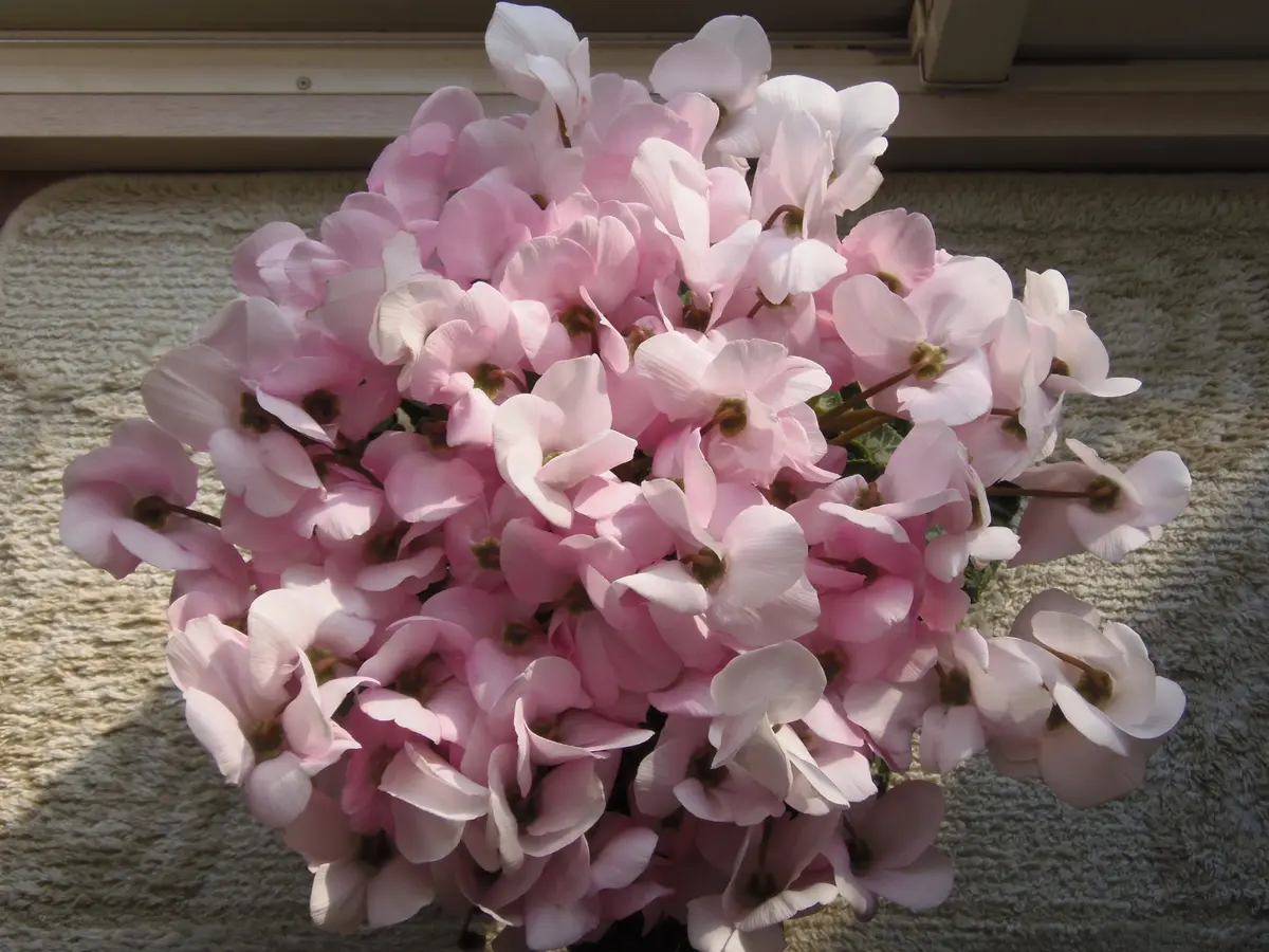 シクラメンの花100本以上咲いてるぅ！｜園芸日記by花かご｜みんなの 