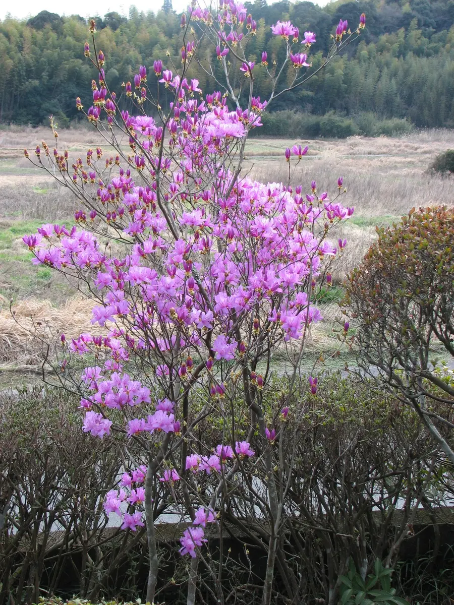 岩ツツジ 180※ ヴィンテージ 通販