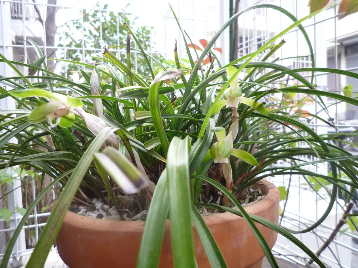 鉢植え「春蘭」満開 デンドロも。｜園芸日記by爽舟｜みんなの趣味の