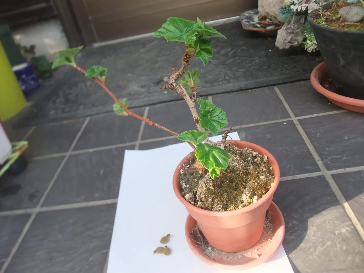 ヤシャビシャク｜園芸日記byみつき｜みんなの趣味の園芸｜209231