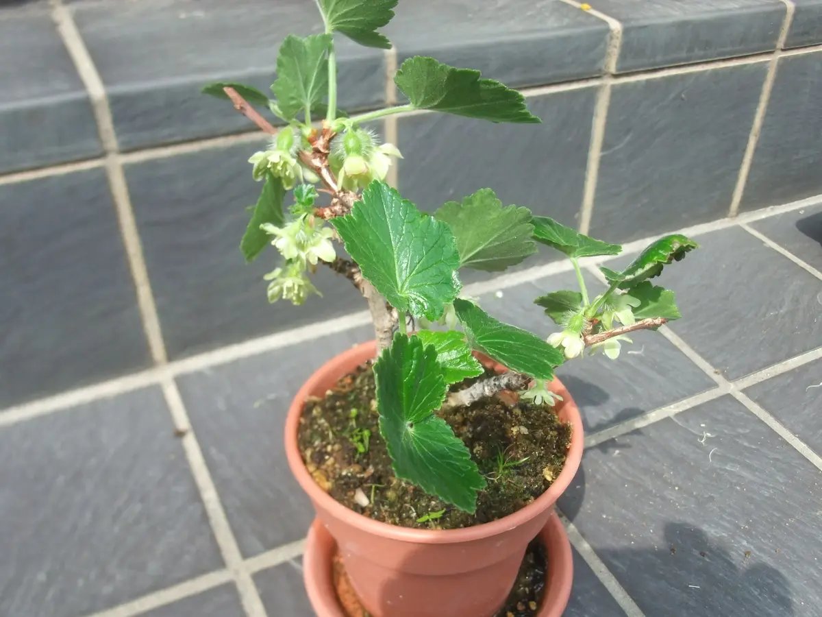 ヤシャビシャク〔写真3枚目〕-みつきさんの日記｜みんなの趣味の園芸