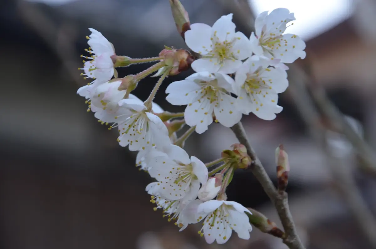 南高梅が花咲けど、｜園芸日記by赤いハナミズキ｜みんなの趣味の園芸