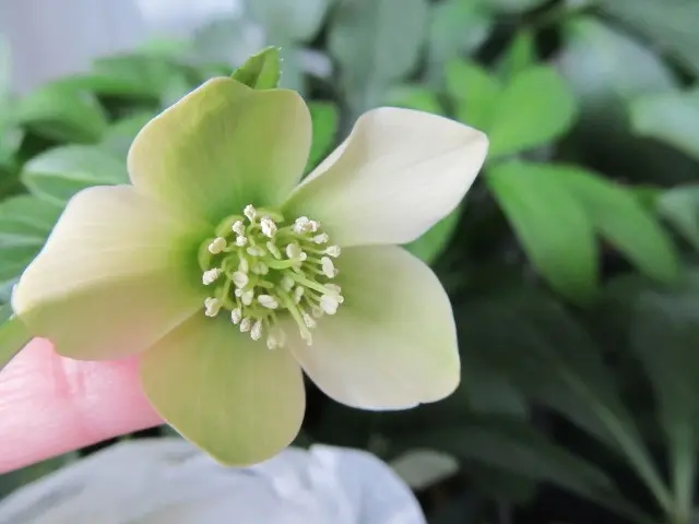 4枚の花弁クリスマスローズ・ピンクアイス｜園芸日記byうさた