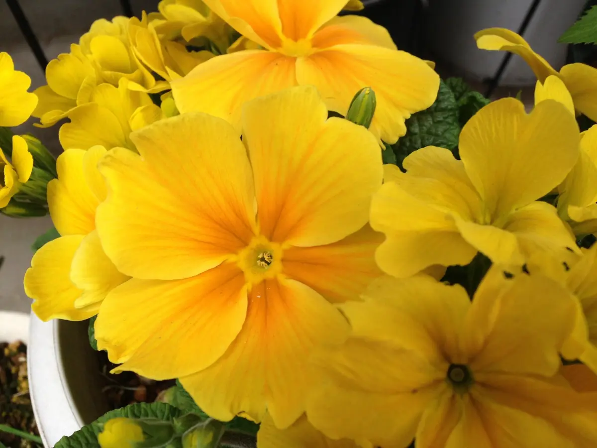 プリムラ・ジュリアン｜園芸日記bykiko｜みんなの趣味の園芸｜209896