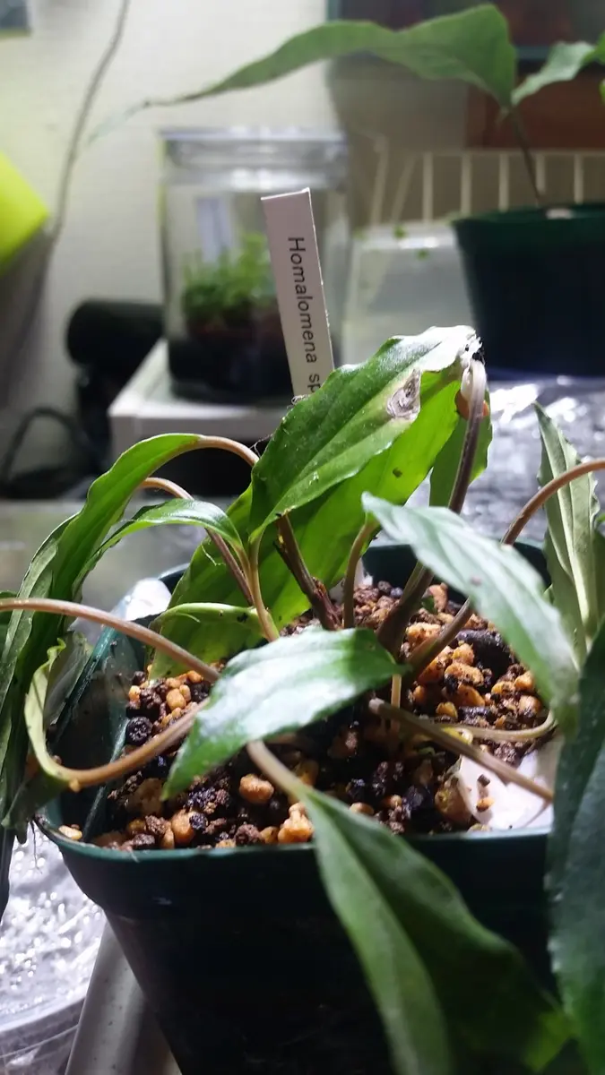 熱帯植物　ホマロメナsp.スラウェシ　スラ黒 熱帯植物 ホマロメナsp.スラウェシ [SF0925-01] スラ黒 大株