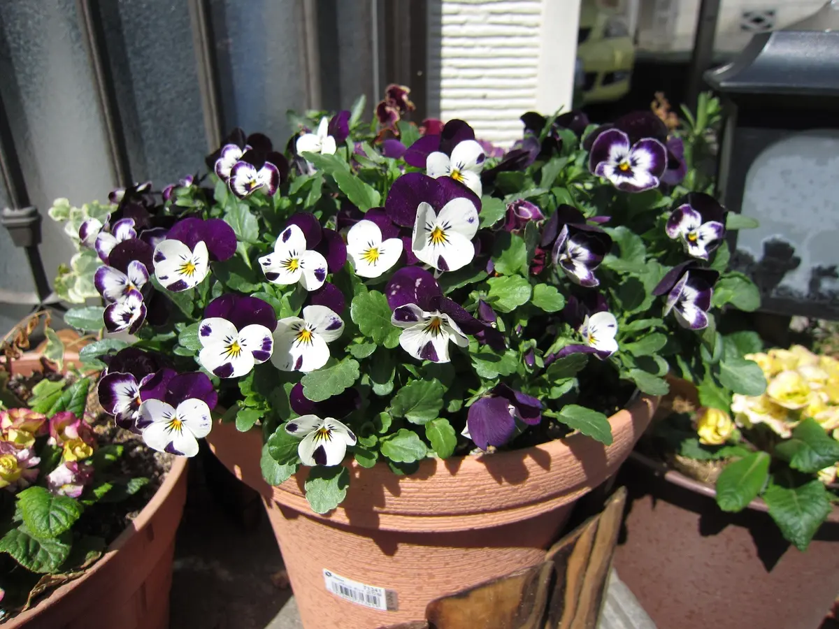 双葉 大きい！｜園芸日記byフェザープー｜みんなの趣味の園芸｜210074