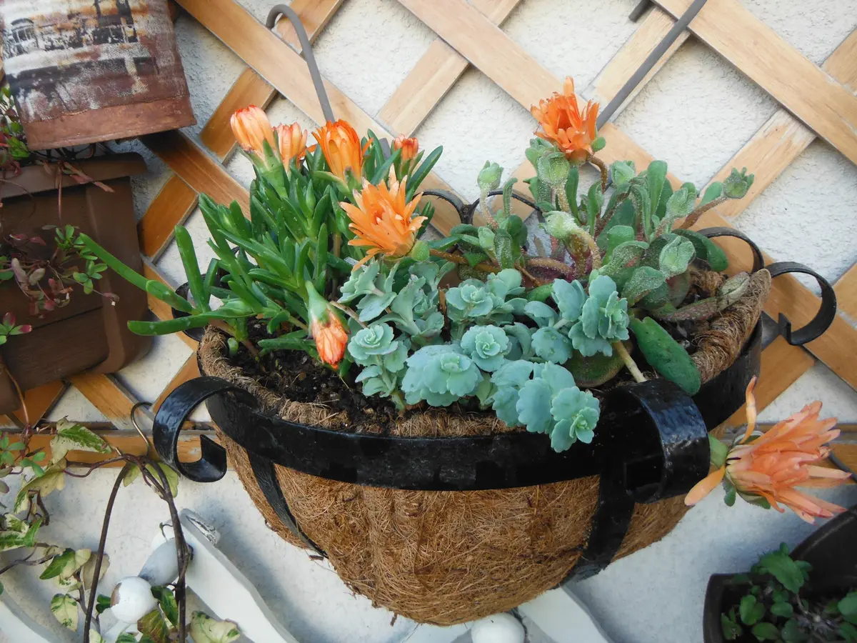 オレンジ寄せ植え｜園芸日記byきぃ｜みんなの趣味の園芸｜210591