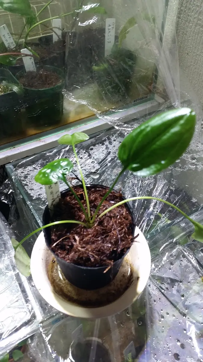 クリプトコリネミニマ｜園芸日記by時を越える猫｜みんなの趣味の園芸