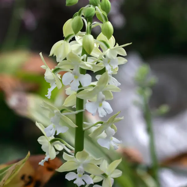 エビネランR7C（黄色と白の花）期間限定値下げ エビネ｜園芸日記byuchiyama｜みんなの趣味の園芸｜21129