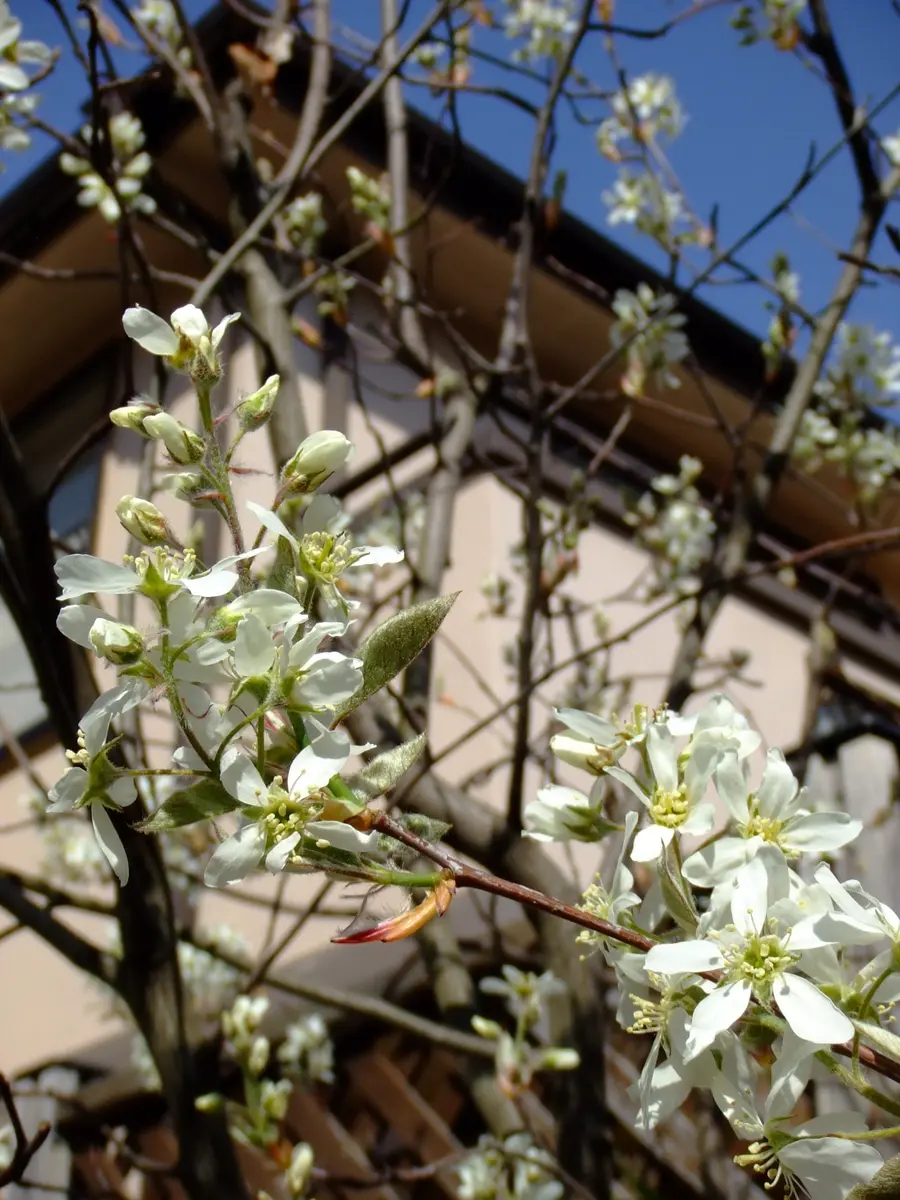 桜を追ってジューンベリーの開花｜園芸日記byはなはな｜みんなの趣味の