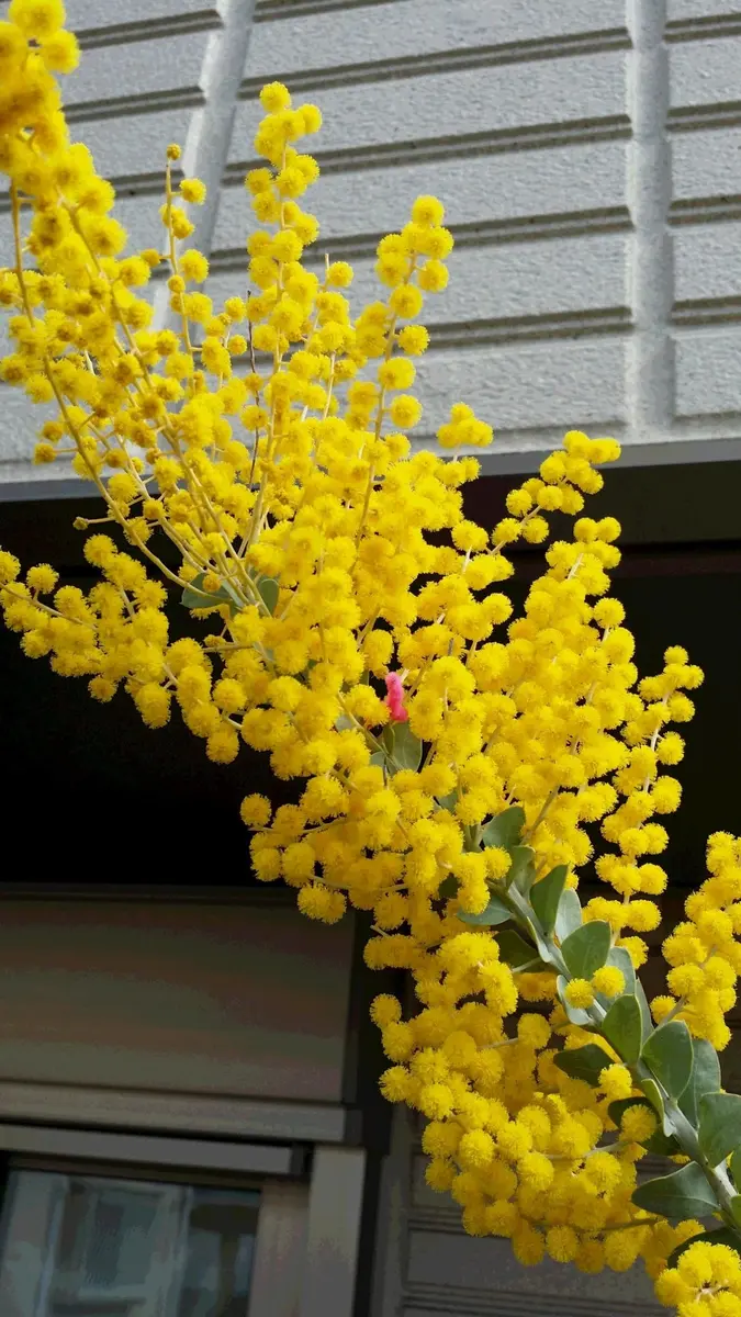 三角葉アカシア　大苗　満開が楽しみ ‼︎ 三角葉アカシア 満開になりました｜園芸日記by三角のお庭｜みんなの