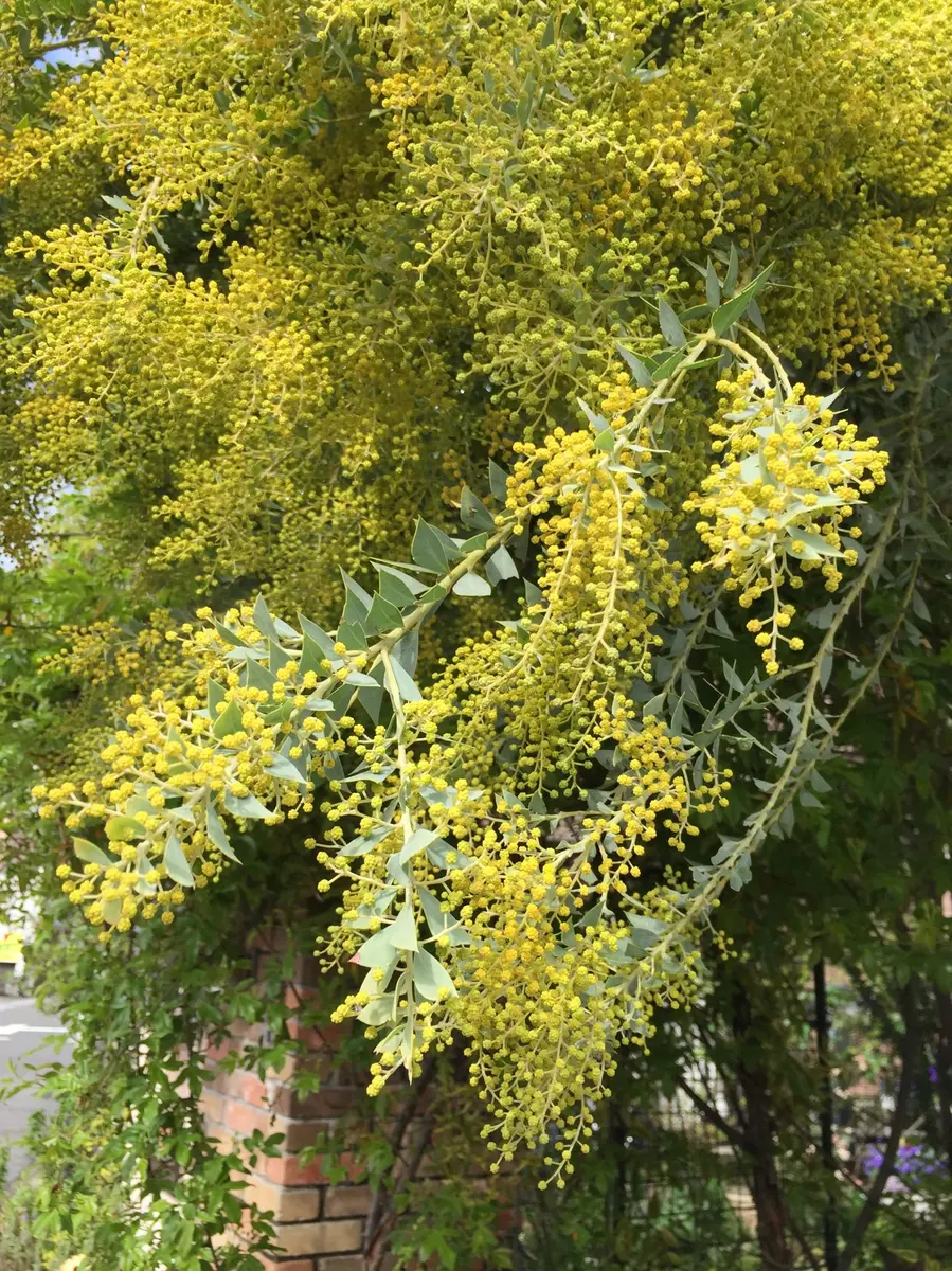 三角葉アカシア開花直前｜園芸日記byオーリキュラ｜みんなの趣味の園芸