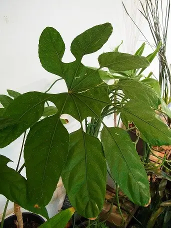 希少珍種 トレベシア パルマータ 観葉植物 22 - メルカリ