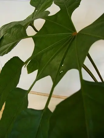 希少珍種 トレベシア パルマータ 観葉植物 22 - メルカリ