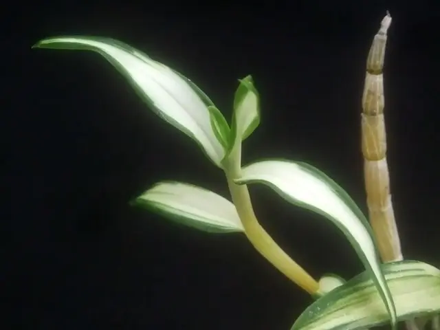 キバナノセッコク交配・三冠王｜園芸日記byこんちゃん｜みんなの