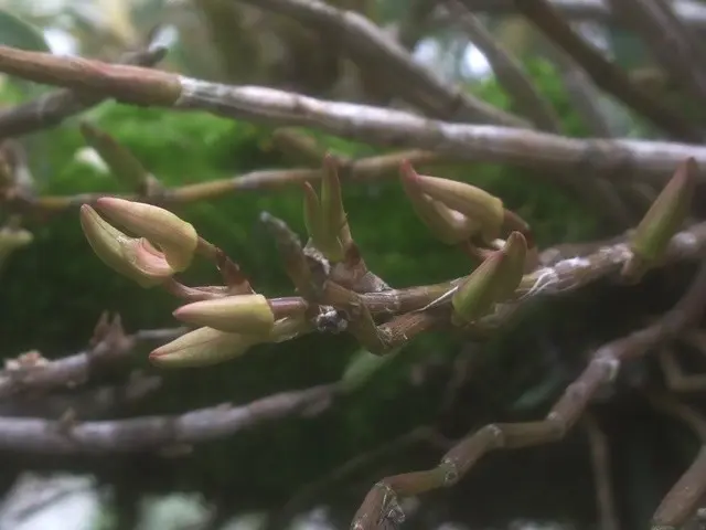 キバナノセッコク交配・三冠王｜園芸日記byこんちゃん｜みんなの趣味の