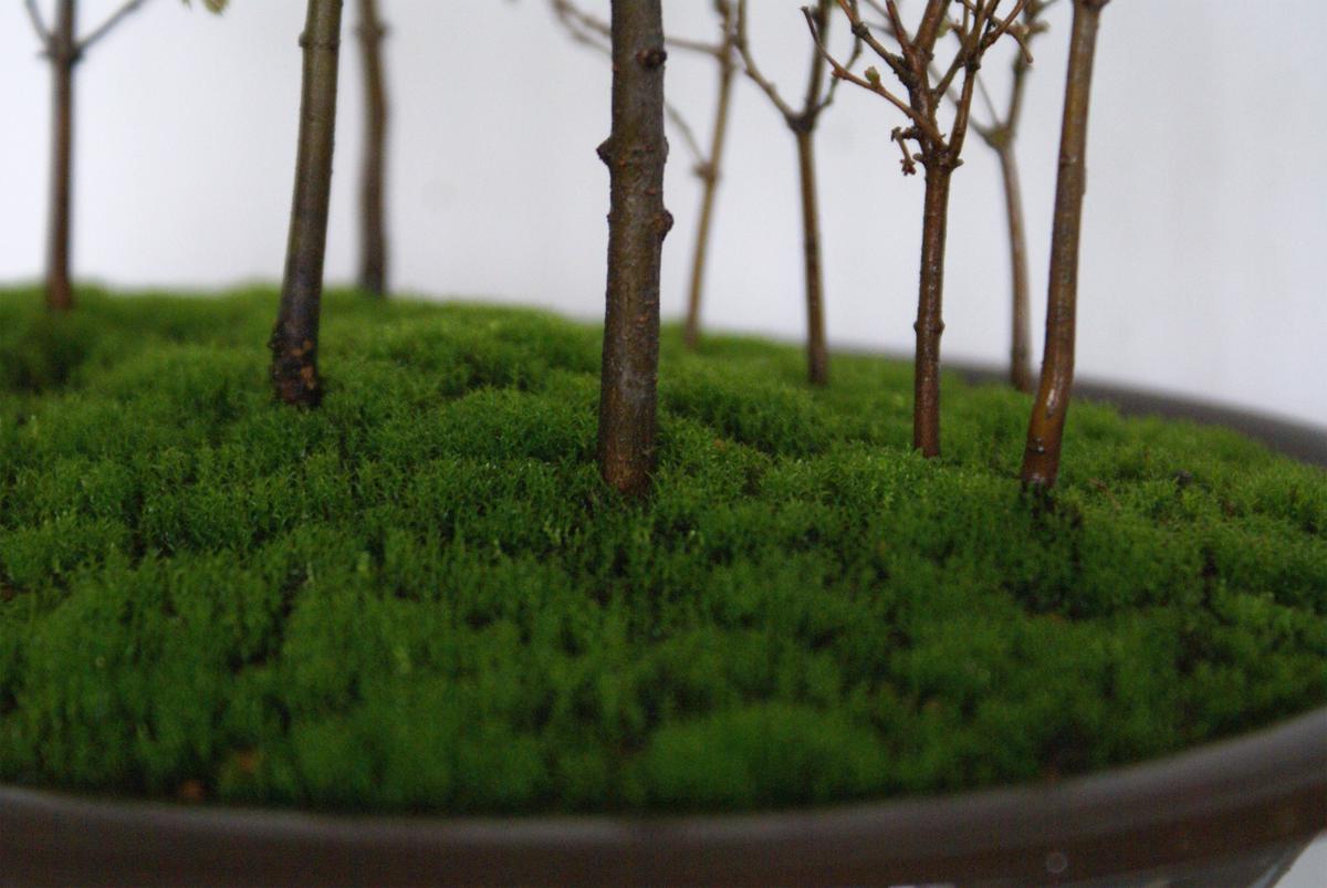 盆栽の根もとに苔はり作業｜園芸日記byディスカス｜みんなの趣味の園芸 