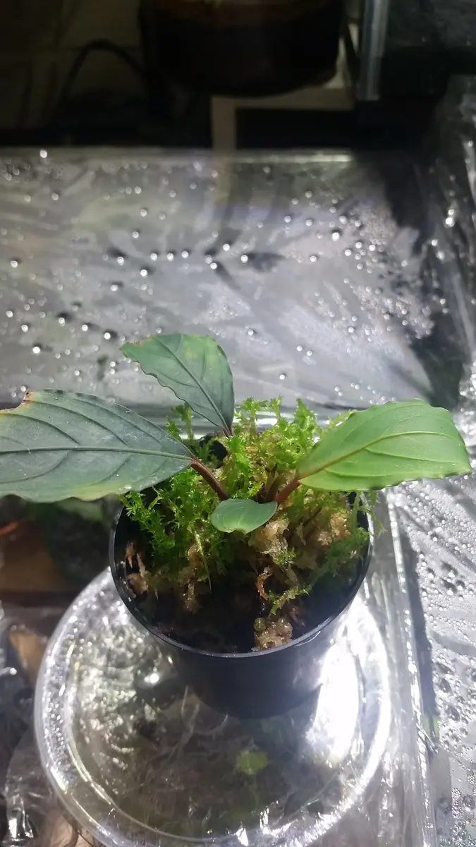 SatoさんBucephalandra SatoさんBucephalandra 【公式通販】