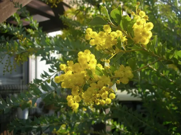 三角葉アカシア開花｜園芸日記byオーリキュラ｜みんなの趣味の園芸｜21402