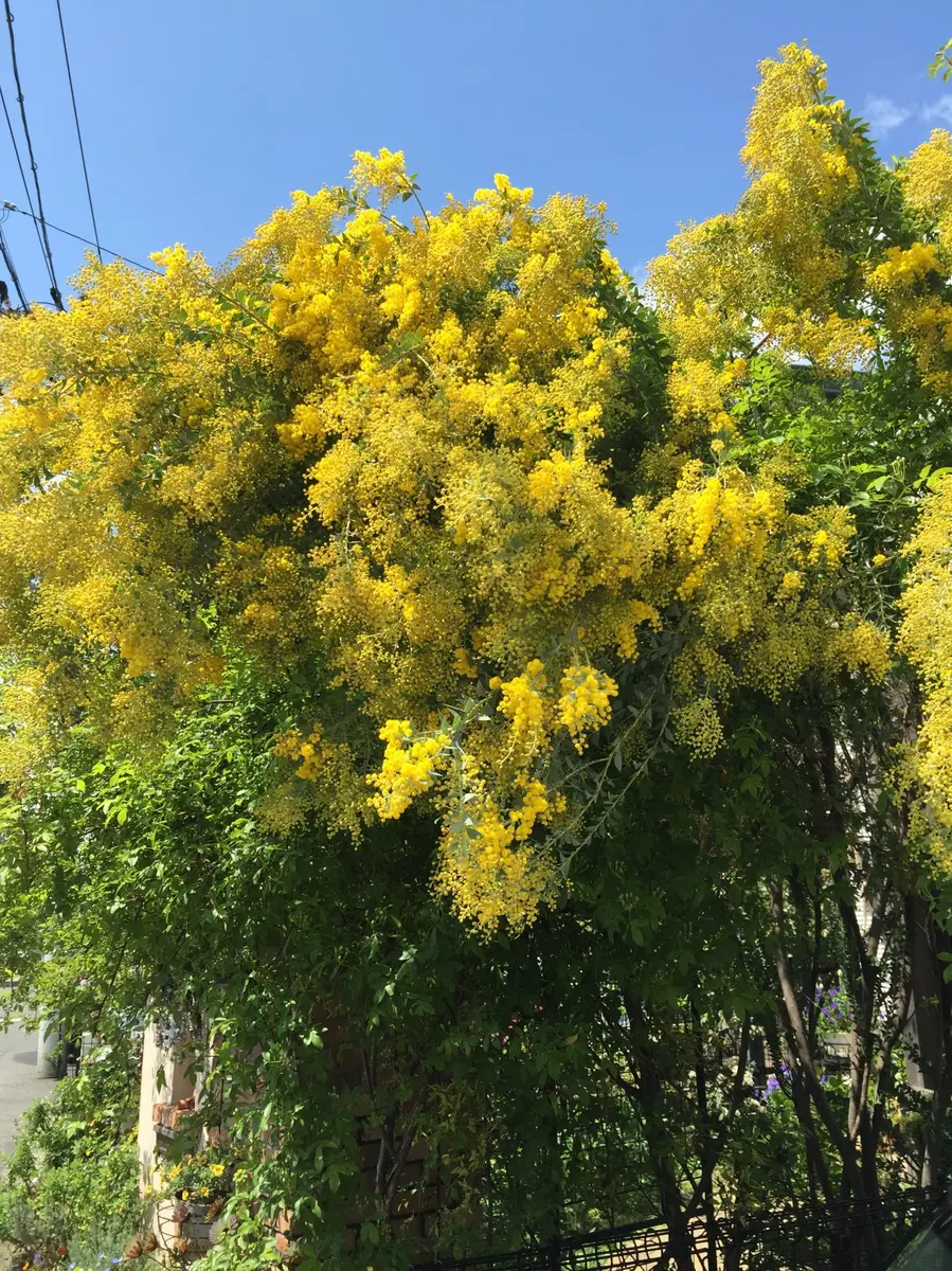 なかなか満開にならない三角葉アカシア｜園芸日記byオーリキュラ