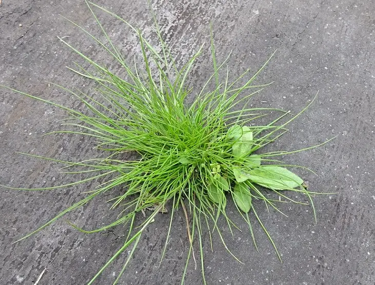 雑草 雑草の寄せ植え？｜園芸日記byしまくじら｜みんなの趣味の園芸｜214584