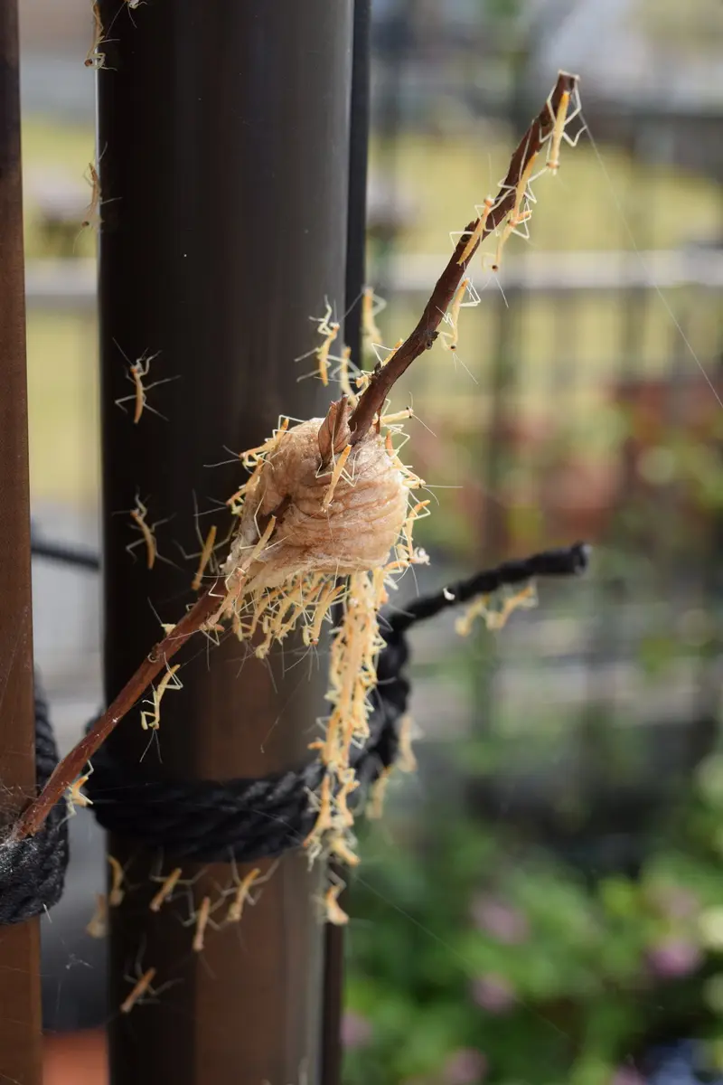 閲覧注意】カマキリ生まれた～｜園芸日記byねこだま｜みんなの