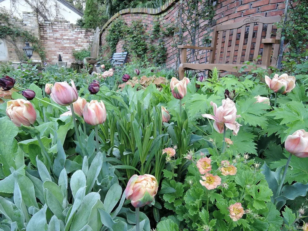 チューリップに初夏の花｜園芸日記by天野麻里絵｜みんなの趣味の園芸