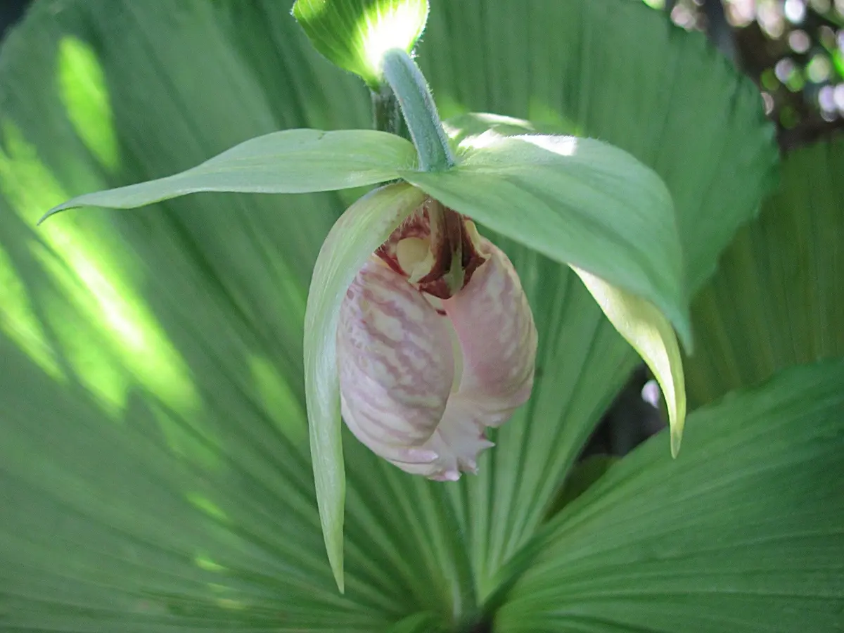 鉢植え】開花予定花芽3芽 ◇台湾（タイワン）クマガイソウ◇⑤