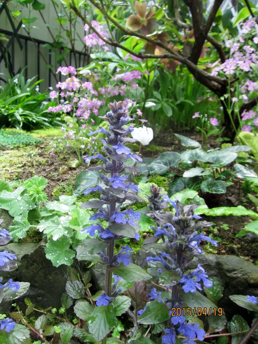 これも八重咲き水仙｜園芸日記byビィ玉｜みんなの趣味の園芸｜216474